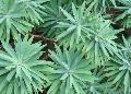 Spurge, Canary Island Spurge  / Euphorbia lambii